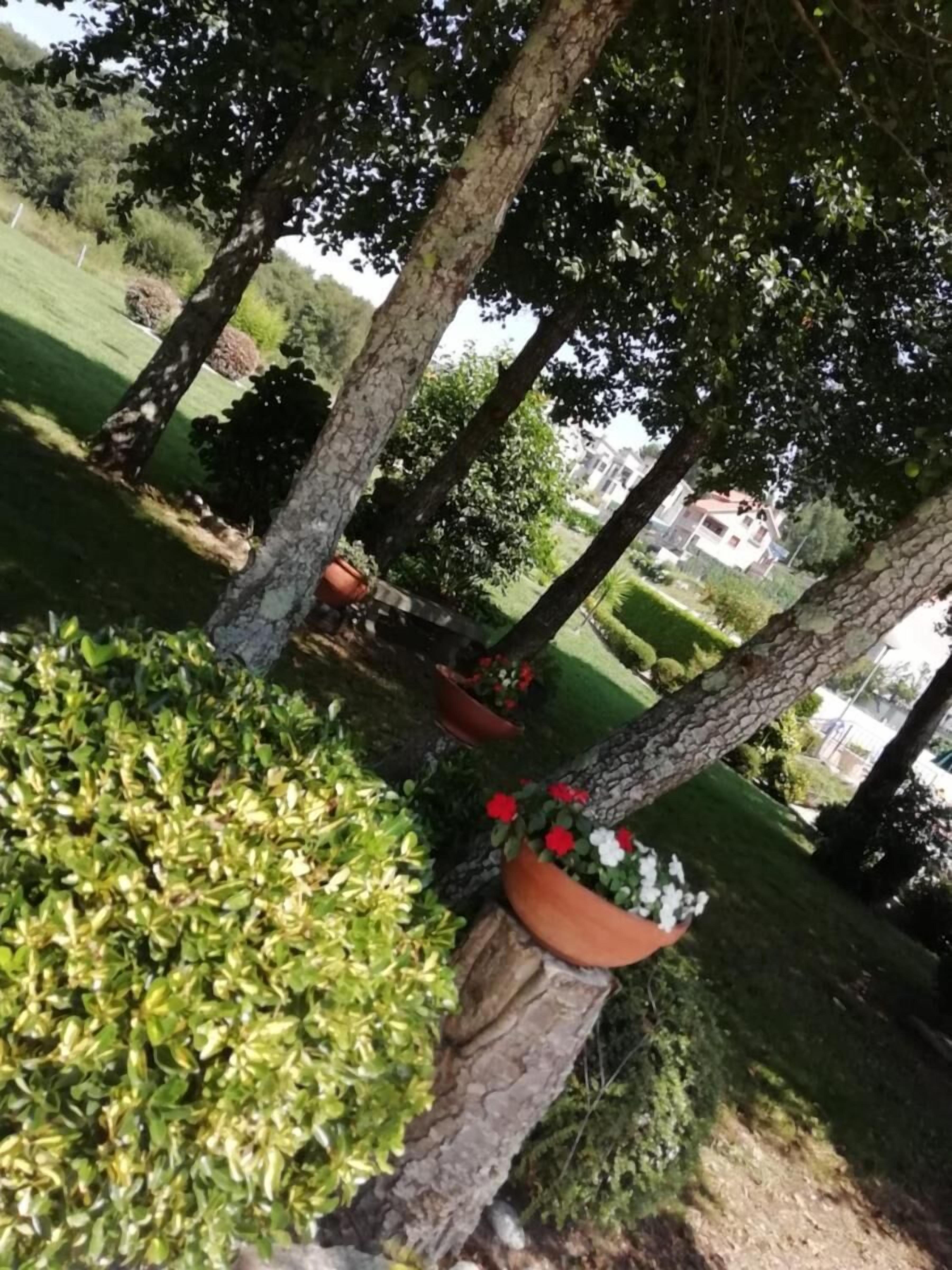 A landscaped area with trees and potted plants.