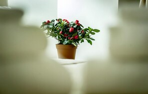 Una planta en maceta con flores rojas sobre una superficie blanca.