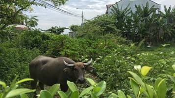Un toro en una zona verde exuberante con vegetación densa y un edificio al fondo.