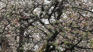 Un banc sous un arbre, à l'ombre de ses fleurs épanouies.
