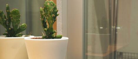 Two white potted cacti on a wooden shelf.