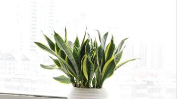 Schreibtisch, Verdunkelungsvorhänge, kostenloses WLAN