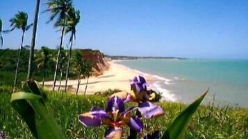 Ein Strand mit blauem Himmel, Palmen und einer violetten Blume im Vordergrund.