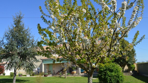 Un quartier résidentiel avec un arbre en pleine floraison, une maison avec une porte verte et un ciel bleu dégagé.