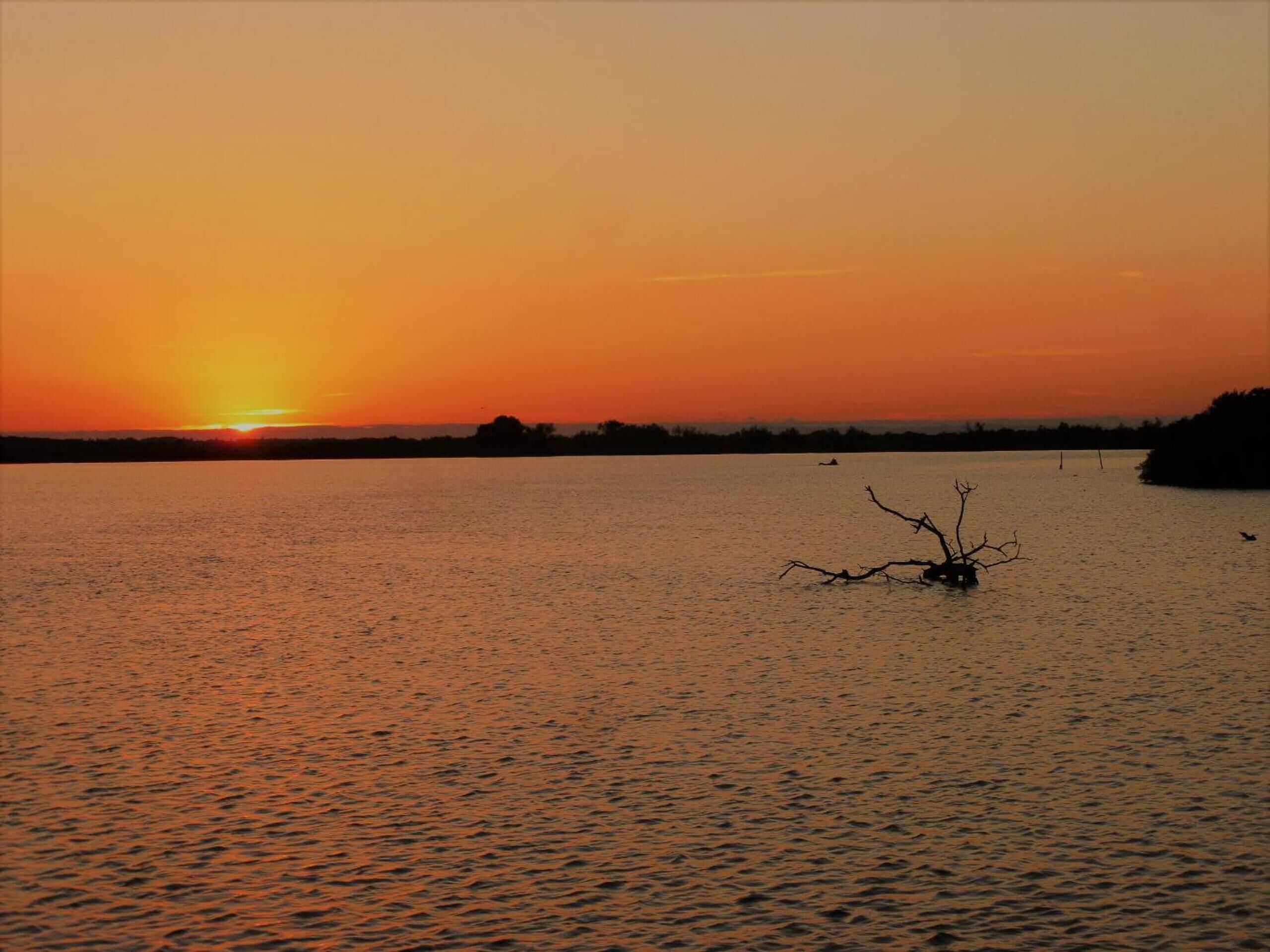 A sunset over a calm body of water with a single tree in the foreground.