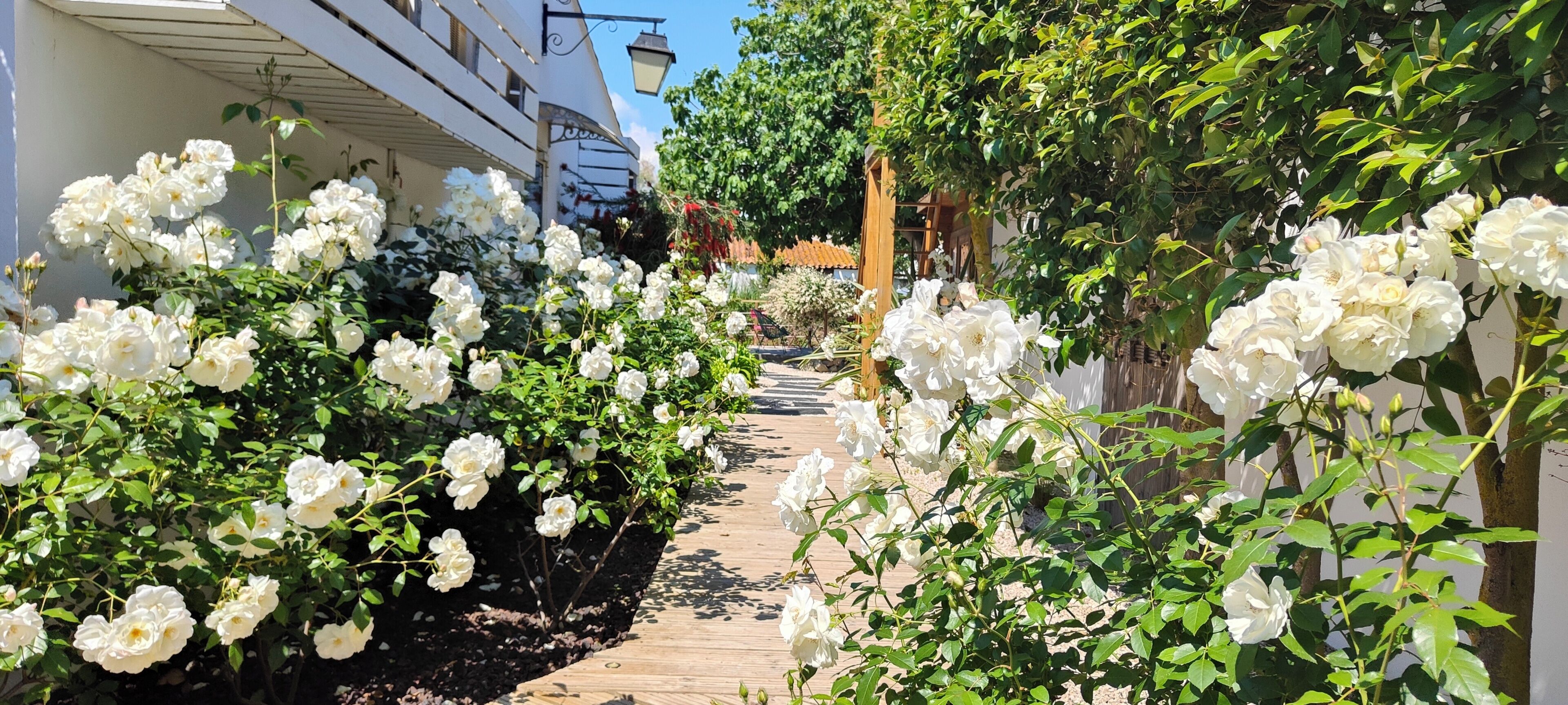 En gång omgiven av vita rosor leder fram till en byggnad med en vit fasad och en pergola av trä.