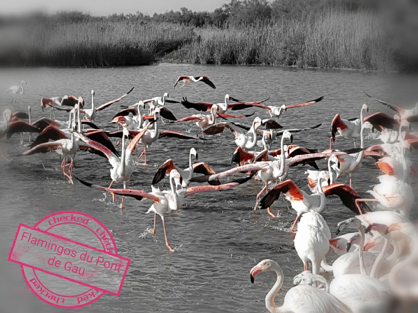 A flock of flamingos in a natural water setting.