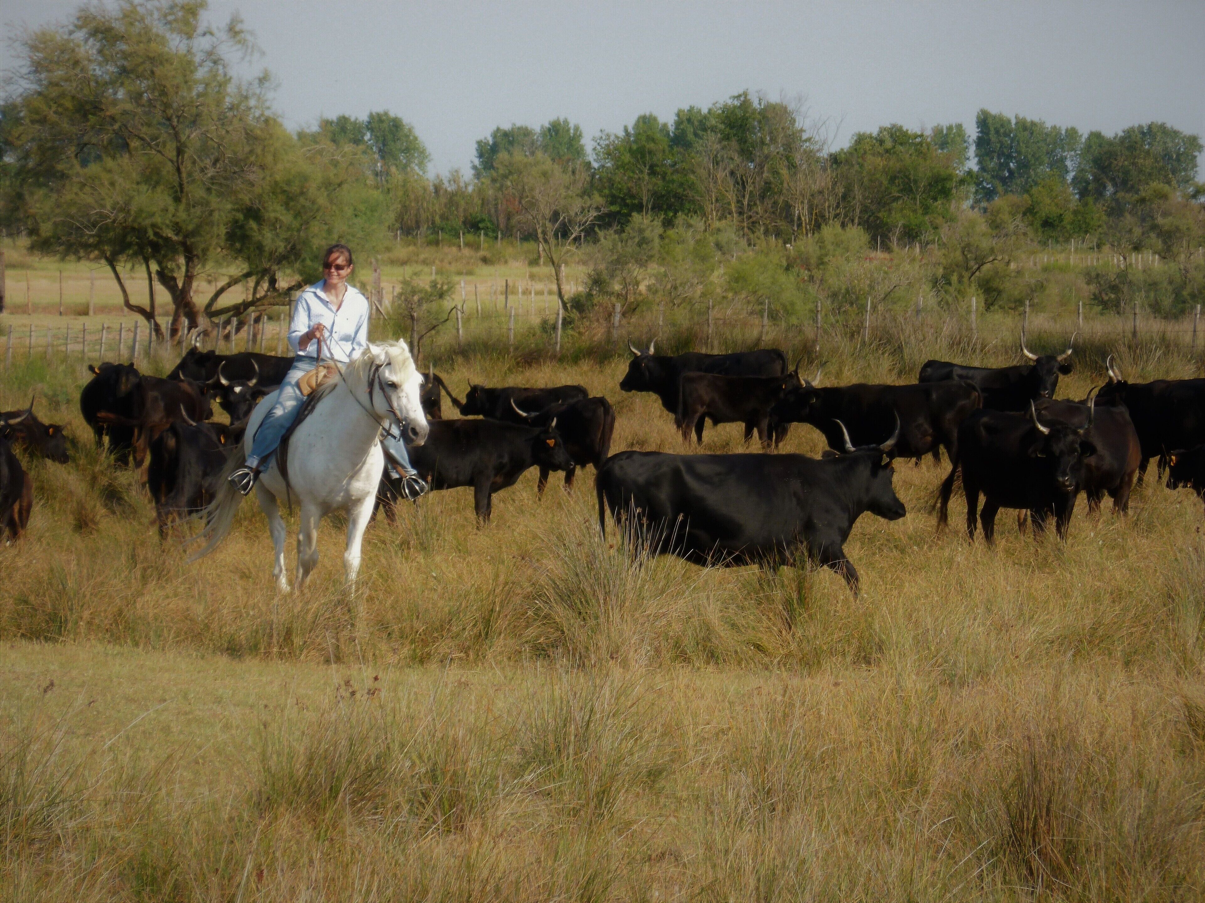 A person riding a horse through a field with cattle.