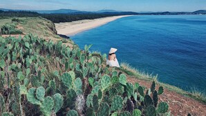 Kustlandschap met een strand en cactussen.