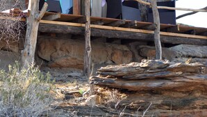 Eine rustikale Holzhütte mit Steinfundament, einer Holzterrasse und einem Strohdach.