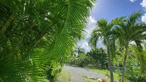 Un sendero rodeado de abundante vegetación y palmeras, que lleva a una zona delimitada por una valla.