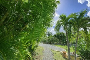 Garden view - The Greenside Cottages - Private Tropical Garden - Residential area 5 mins from the beach (St. John's)