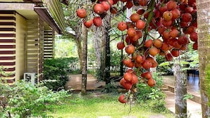 A lush garden with a palm tree bearing red fruits, a wooden pergola, and a building with striped walls. - Kuapa Resort (Takua Pa)