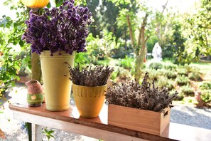 Garden - Rosemary House (Pak Chong)