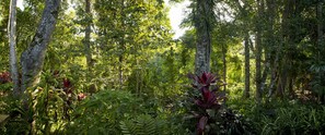 Una fitta foresta con alberi alti e diverse piante verdi.