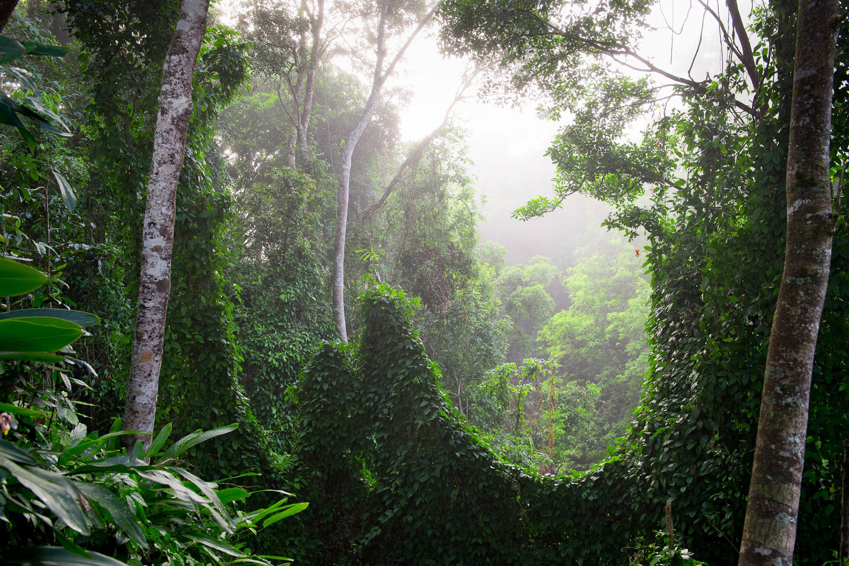 A dense forest with tall trees and thick undergrowth.