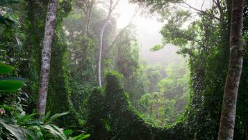 A dense forest with tall trees and thick undergrowth.