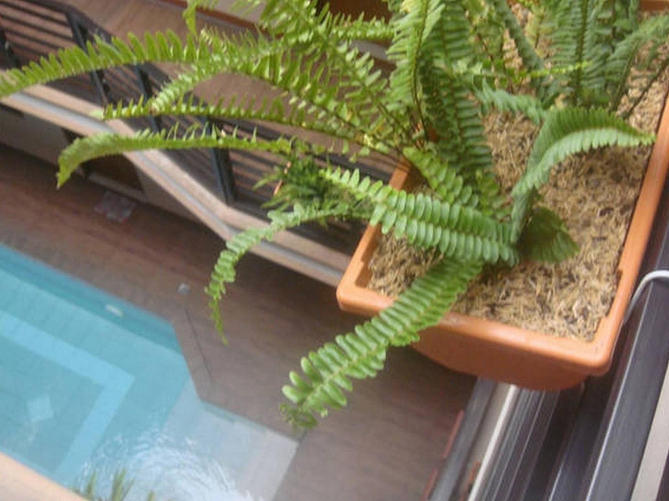 Una planta de helecho en maceta en un balcón, con una piscina al fondo.