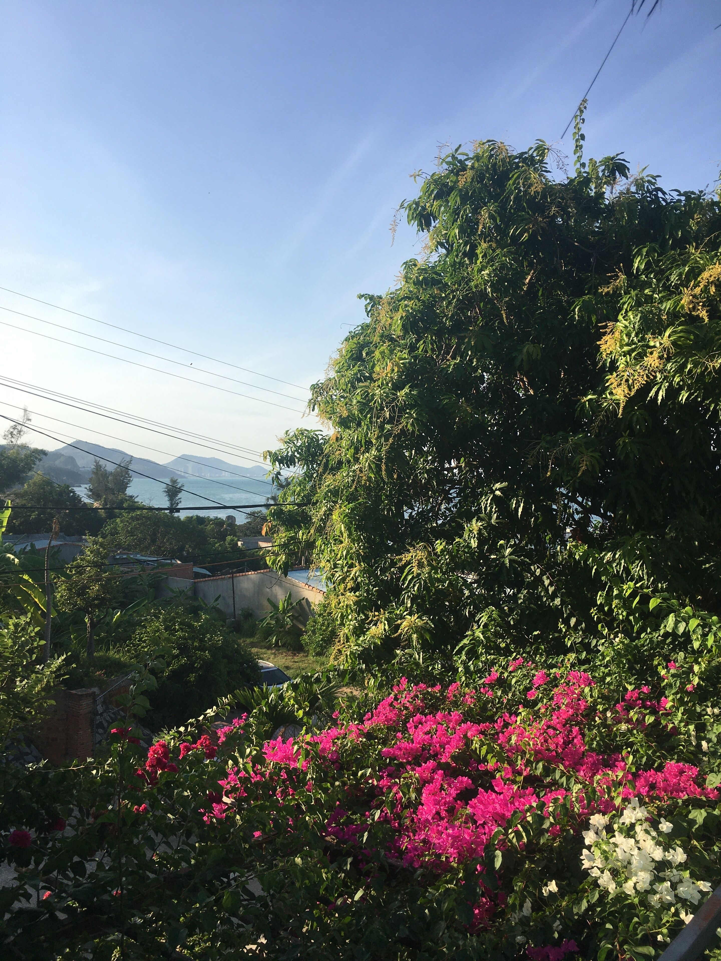 A lush garden with vibrant pink flowers and dense green foliage.