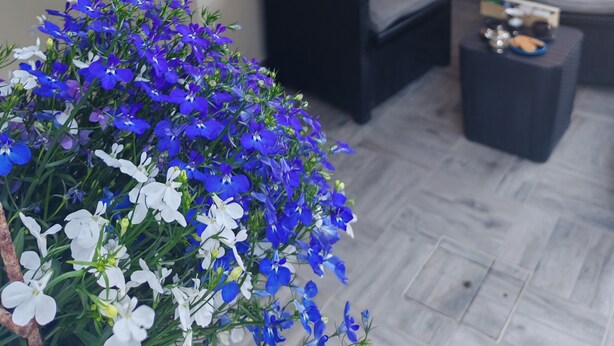Ein gemütlicher Sitzbereich im Freien mit einer Couch und einem kleinen Tisch, umgeben von üppigem Grün und leuchtenden Blumen.