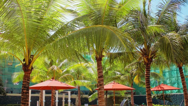 Un espace aménagé au bord de la piscine, avec des palmiers, des parasols rouges et des chaises longues.