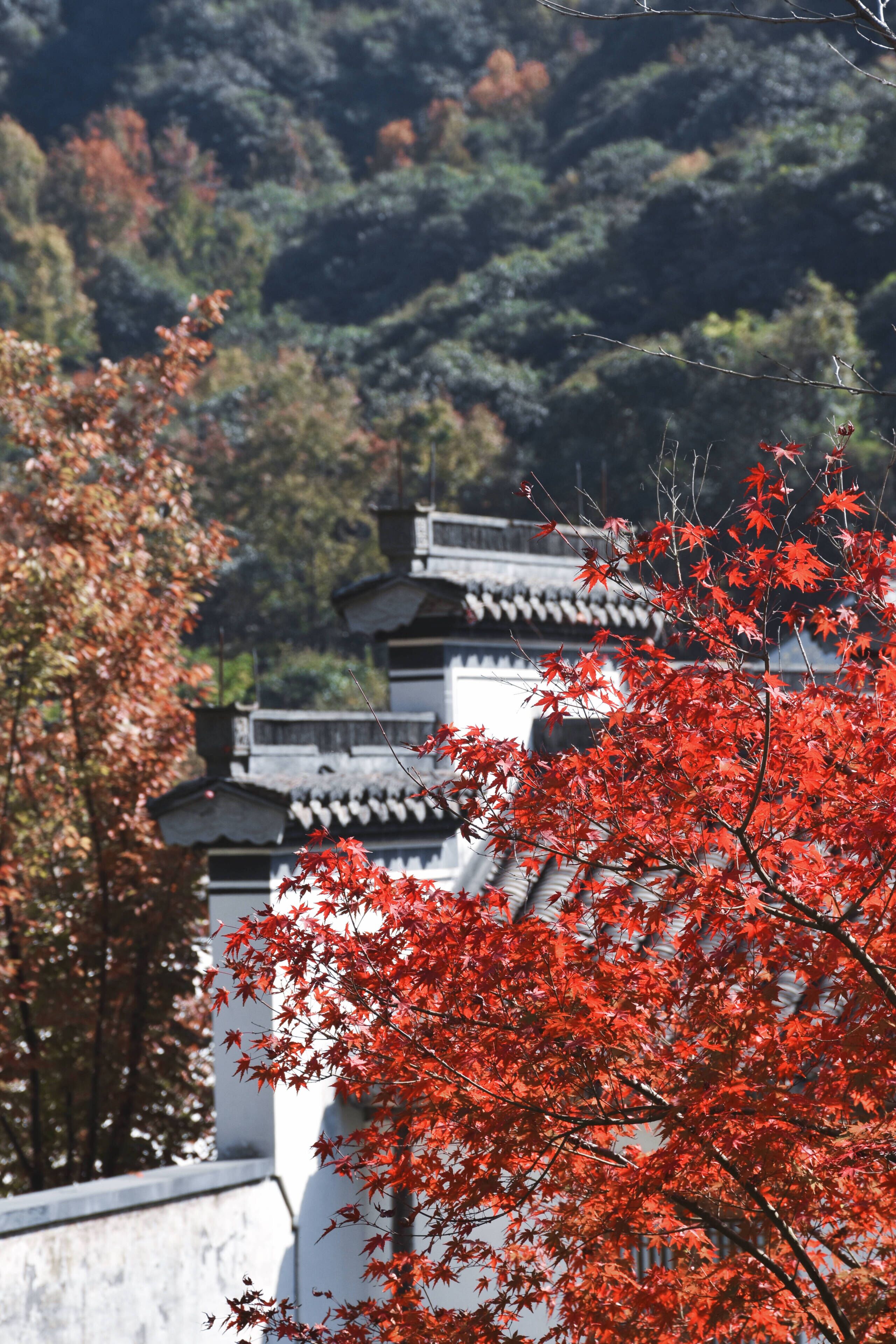 A traditional building with a tiled roof and white walls, surrounded by trees with red leaves.