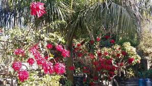 花園