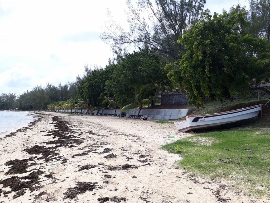 A beach with seaweed on the sand, a boat, and a grassy area with trees.