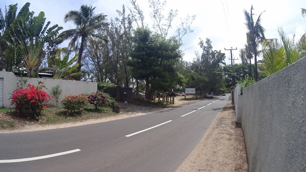 Una calle tranquila bordeada de palmeras y plantas florecientes.