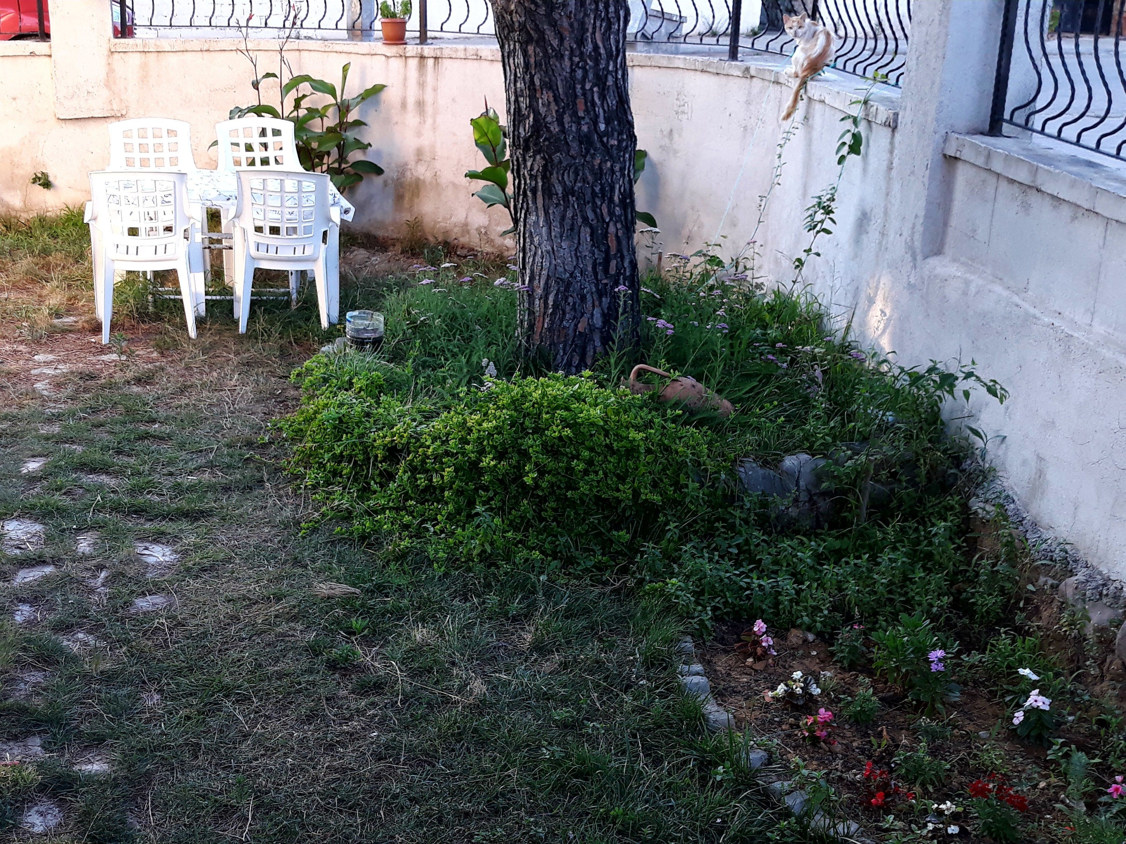 Un espace jardin avec un arbre, quelques plantes et une chaise en plastique blanche.