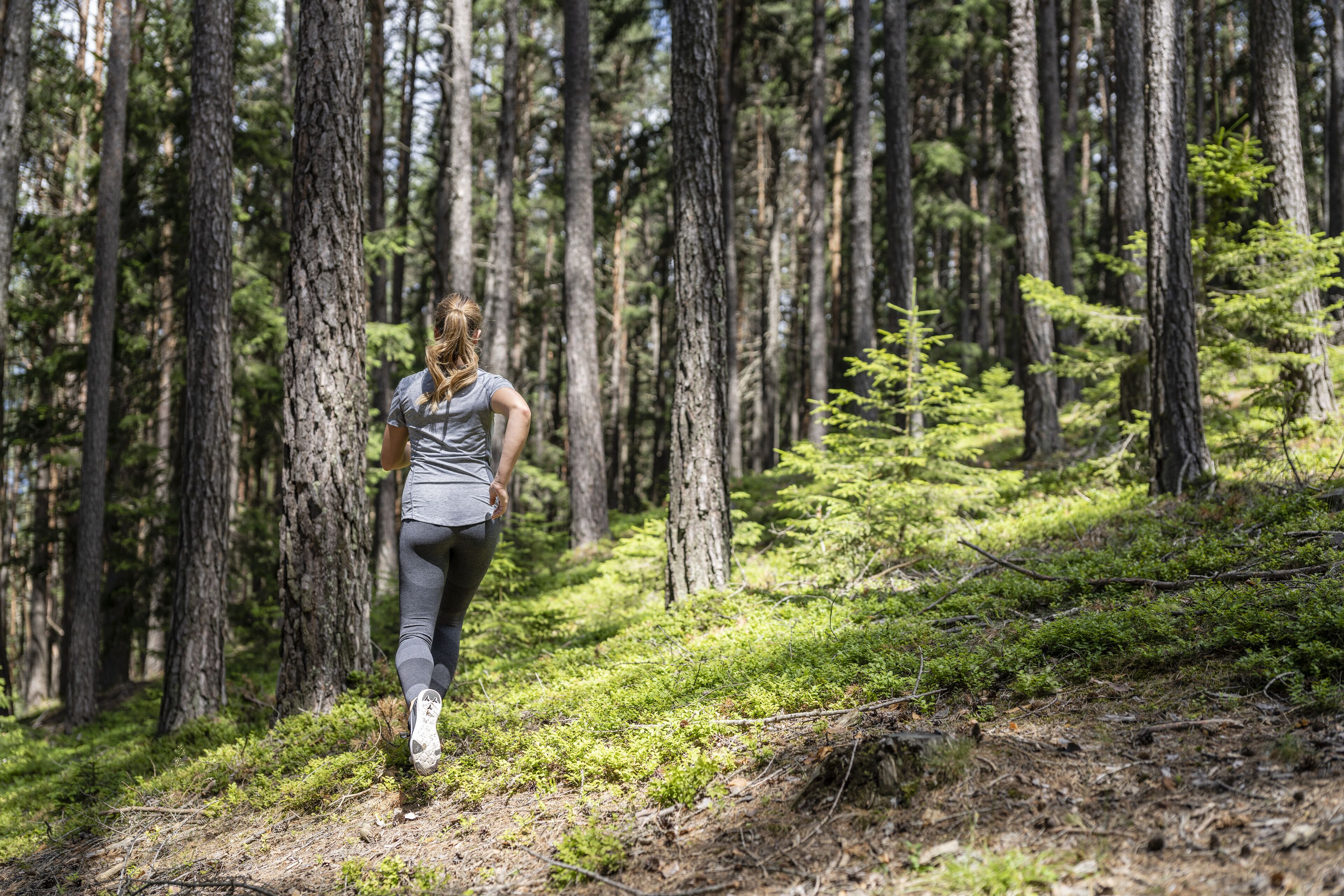 Une personne se promène sur un sentier de forêt, entourée de grands arbres.