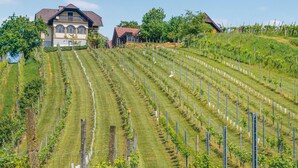 A vineyard with rows of grapevines and a large building with a sloped roof. - Ferienhaus mit Pool und Sauna (Breitenfeld)