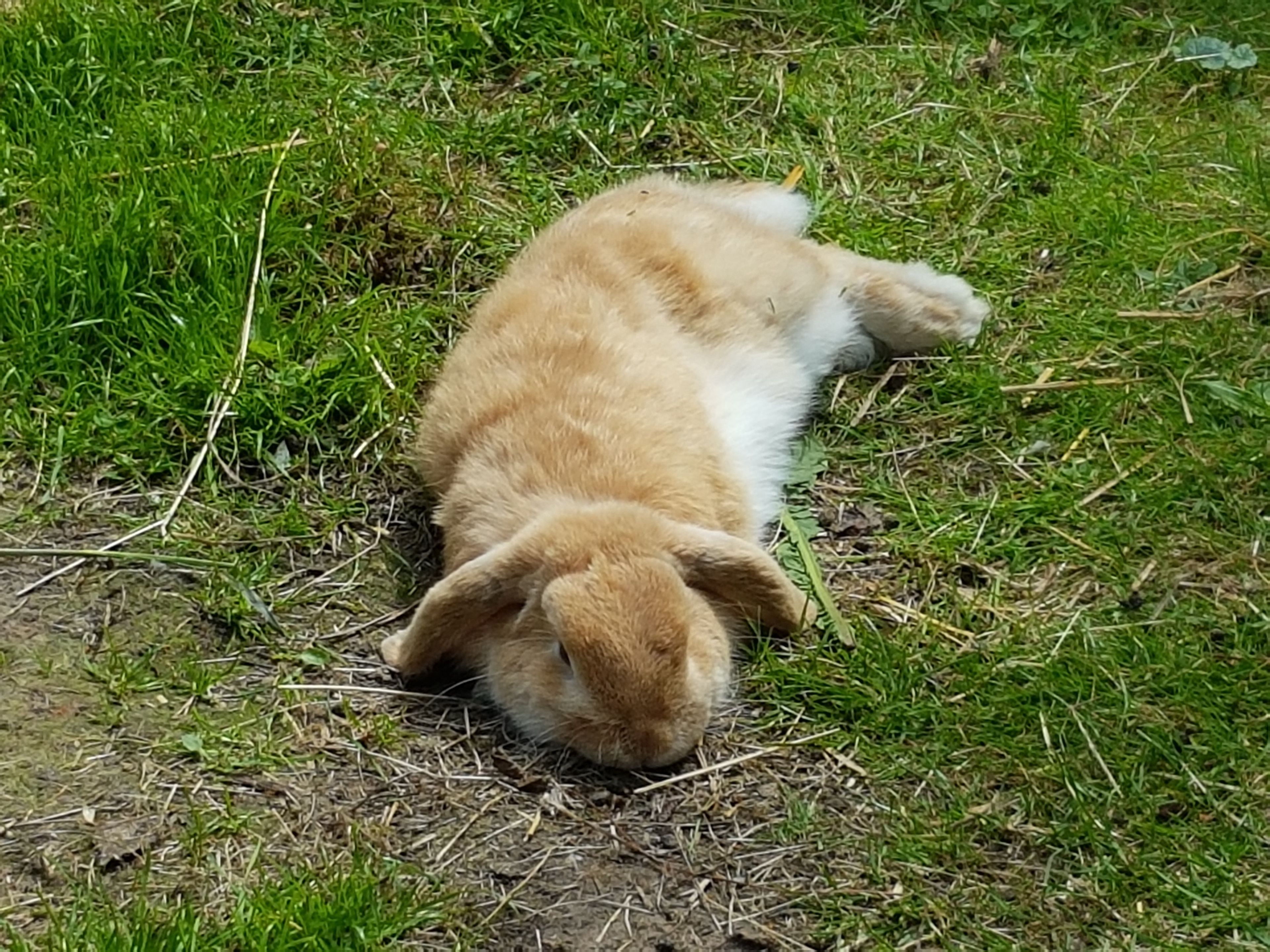 Een puppy ligt op het gras.