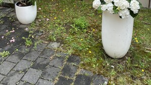 Uklassifisert bilde, 4 av 172, knapp