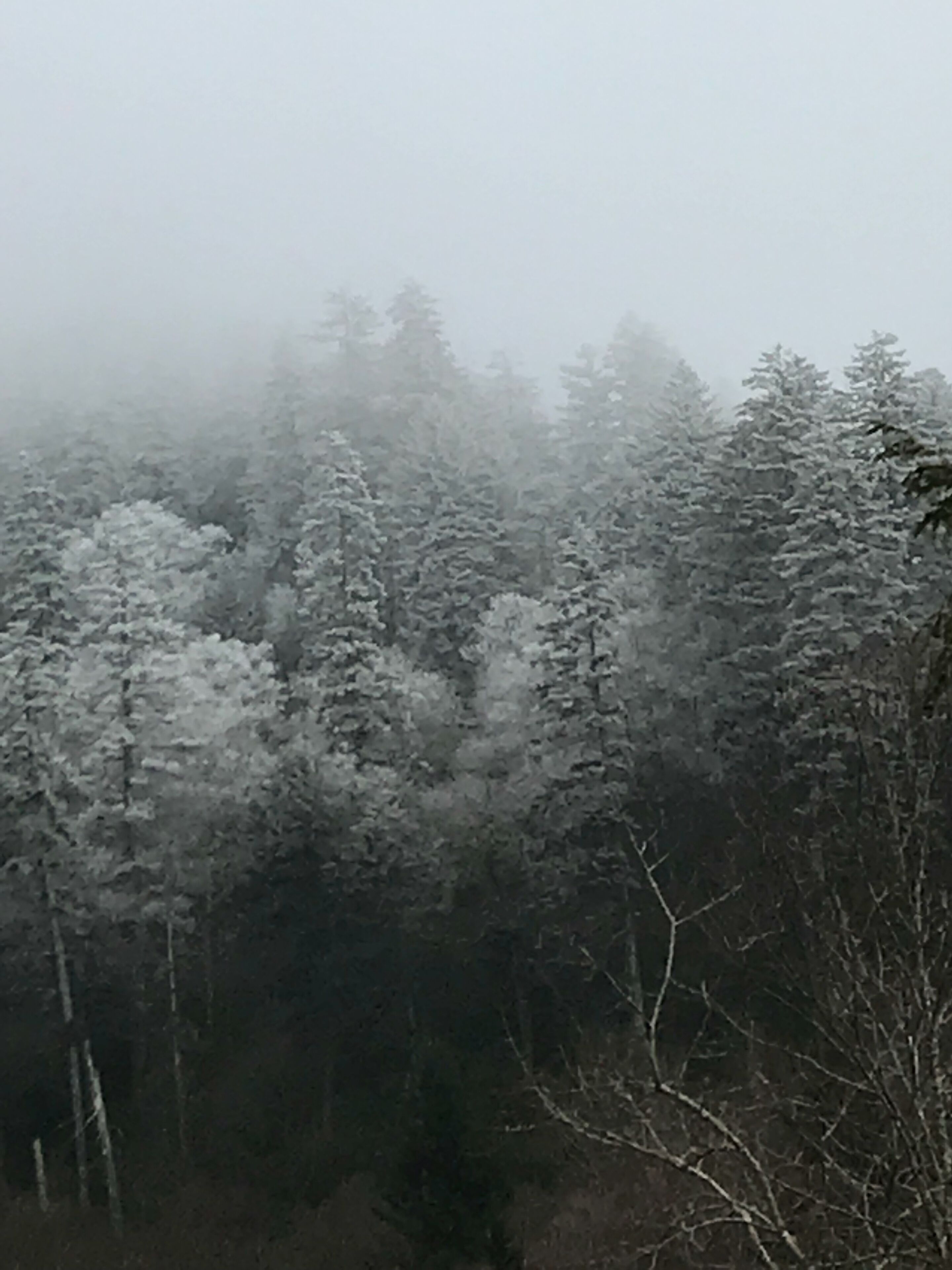 Un denso bosque de árboles cubiertos de nieve.