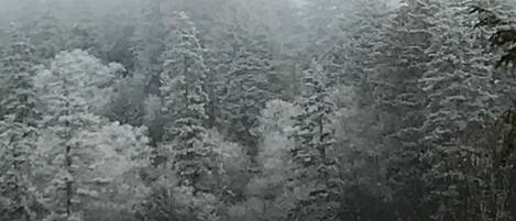 Un denso bosque de árboles cubiertos de nieve.