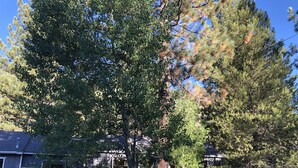 A residential property with a large tree, a wooden deck, and a house with a grey exterior. - Charming, Cozy, Cottage. Location Perfect for Outdoor enthusiasts and Couples (South Lake Tahoe)