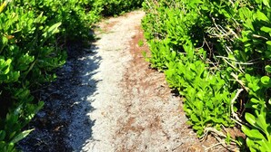 Un sendero de grava bordeado por una vegetación exuberante, que se dirige hacia un cielo azul despejado.