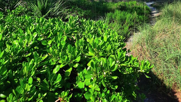 Un sendero bordeado de abundante vegetación que lleva al océano.