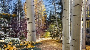 A pathway flanked by birch trees with yellow leaves, leading to a building with a lattice window. - Mountainside 523 3 Bedroom Home by RedAwning (Frisco)