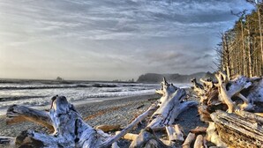 Une plage parsemée de bois flotté, avec une forêt en arrière-plan.