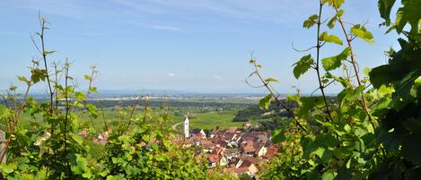 A vineyard with rows of grapevines and a town in the background.