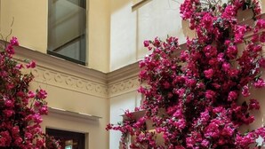 A hallway with a tiled floor and a large potted plant with pink flowers. - Colectia Parada del Marqués. (Seville)