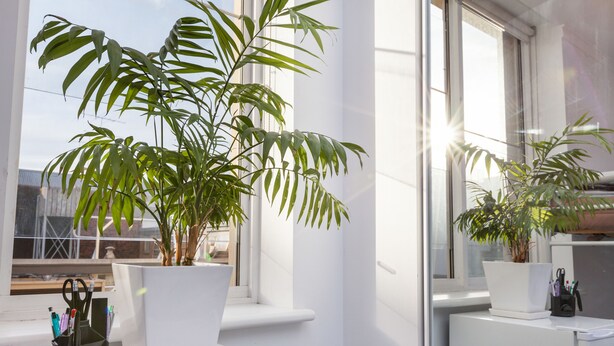 Un espacio de oficina moderno con dos plantas en maceta sobre un escritorio blanco, cerca de una ventana, un portalápices negro y una lámpara de escritorio blanca.