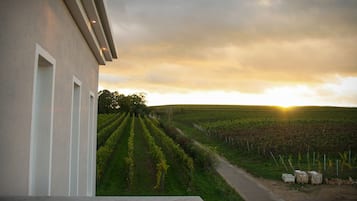A vineyard with rows of grapevines and a building with a white facade.