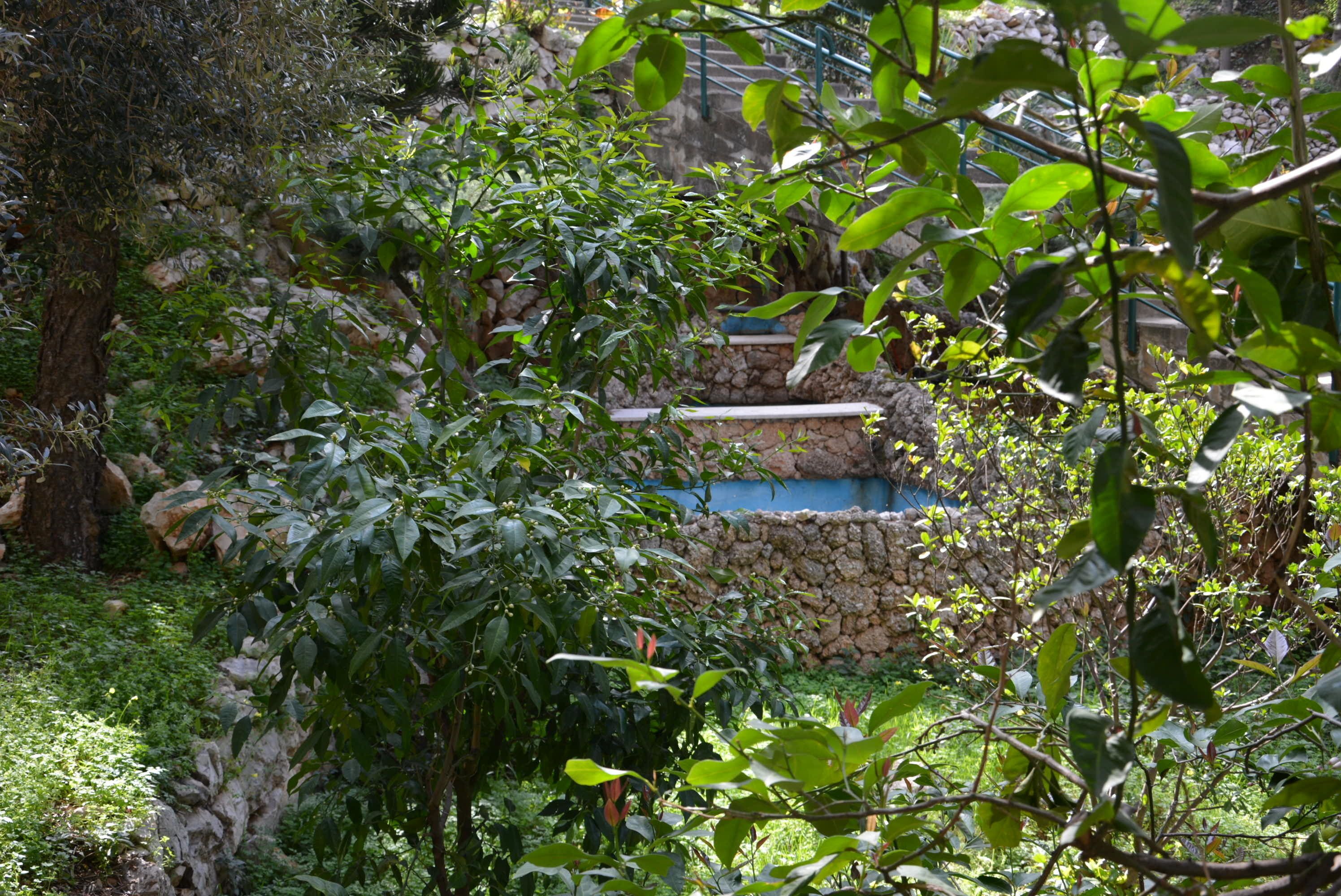 Un jardín con un muro de piedra, una pequeña piscina y diversas plantas.