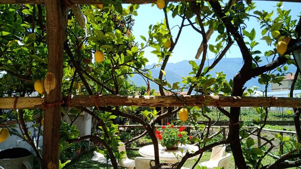 Een tuin met citroenbomen, een pergola en uitzicht op bergen.
