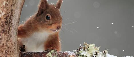 A squirrel perched on a branch with snowflakes.