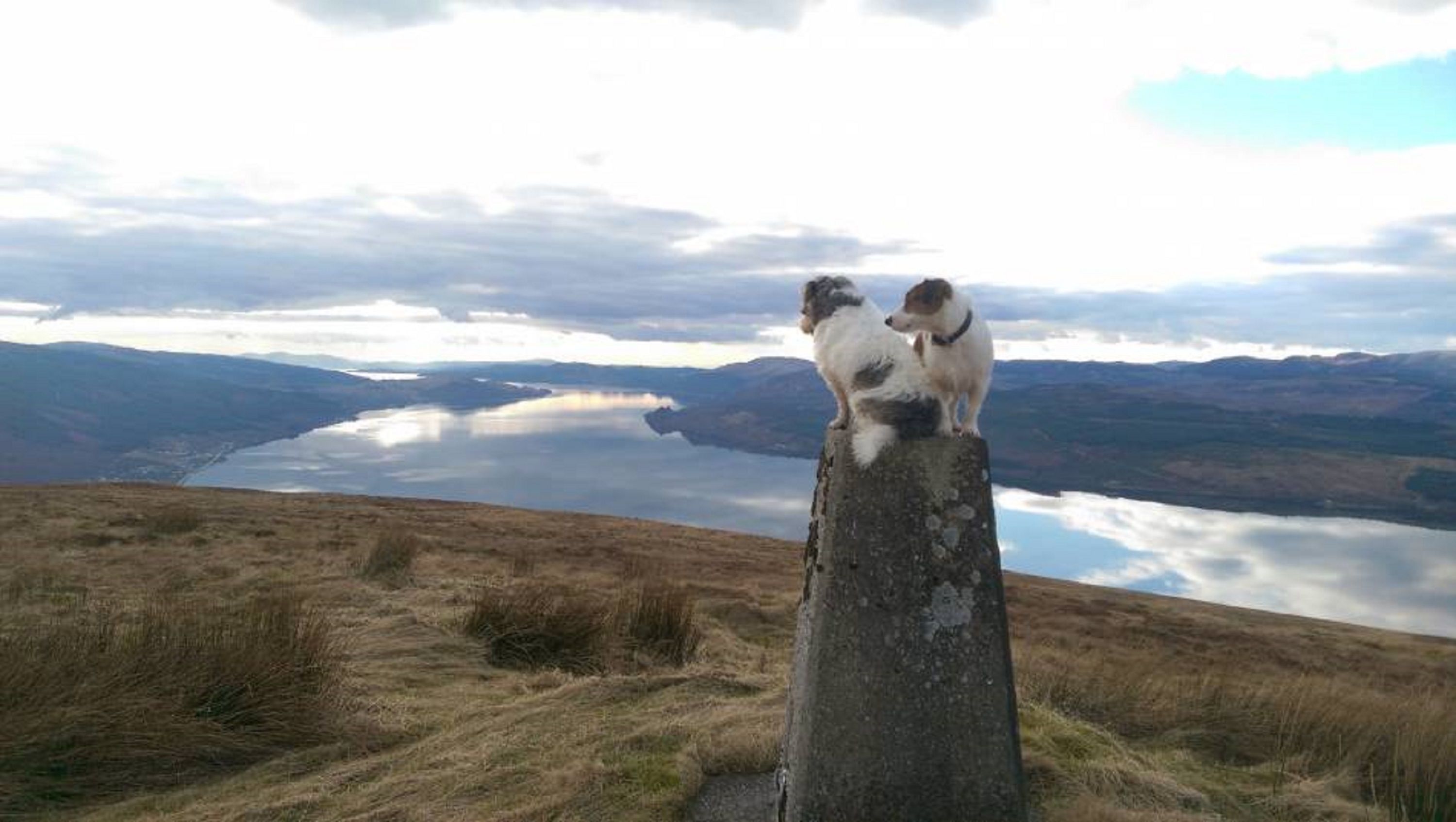 Deux chiens sont assis sur un poteau de pierre, avec une vue sur un lac et des montagnes en arrière-plan.