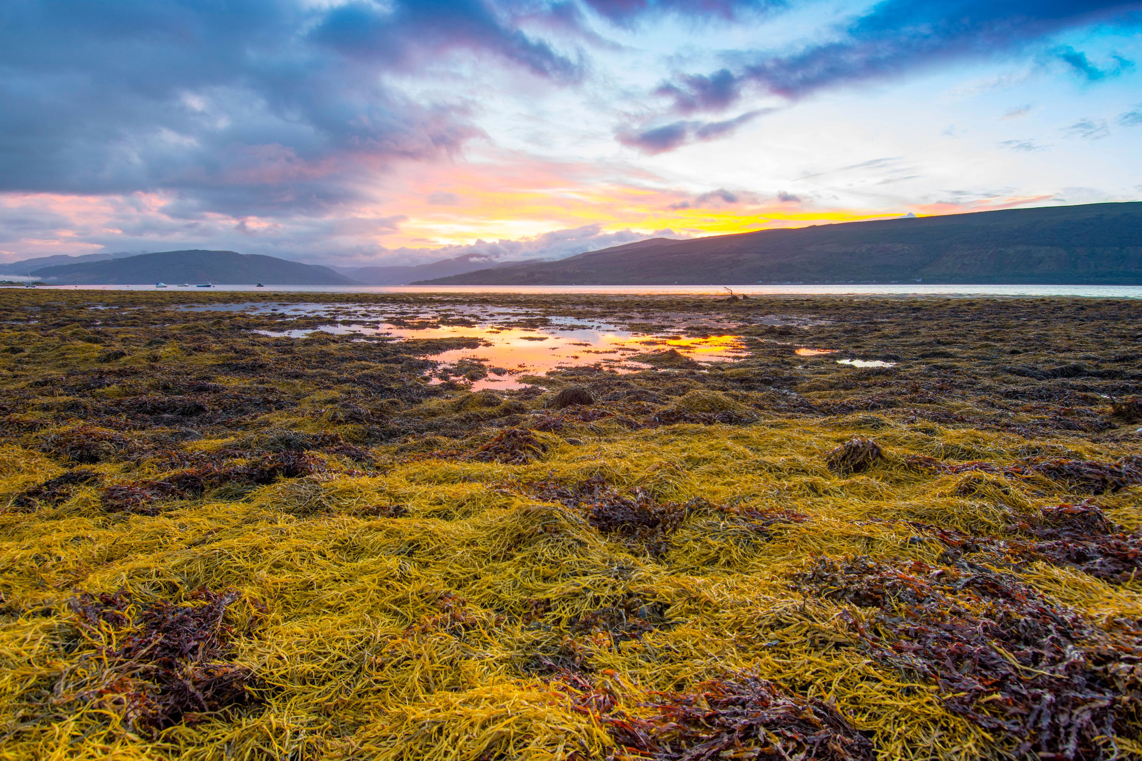 Un paisaje costero con terreno cubierto de algas marinas y una cadena montañosa distante bajo un cielo con colores de atardecer.